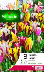 Tulipe Rembrandt en Mélange (x8)